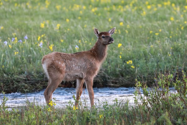 March 2024 Elks Call